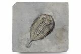 Dalmanites Trilobite Fossil - New York #357132-1